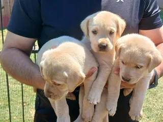 Beautiful Pure Bred Labrador Puppies for sale
