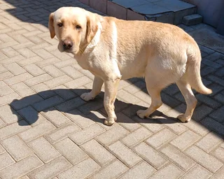 Beautiful Pure Bred Labrador Puppies for sale
