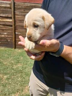 Beautiful Pure Bred Labrador Puppies for sale