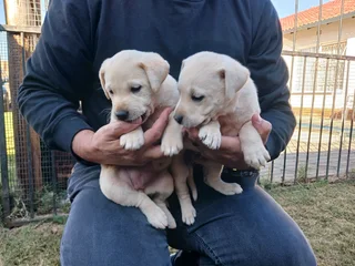 Beautiful Pure Bred Labrador Puppies for sale
