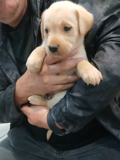 Labrador Puppies Pure Bred
