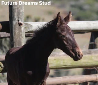 Warmblood x Thoroughbred x Friesian Colt av