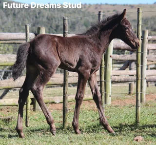 Warmblood x Thoroughbred x Friesian Colt av