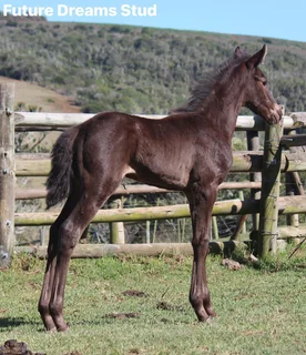 Warmblood x Thoroughbred x Friesian Colt av