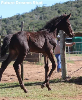 Warmblood x Thoroughbred x Friesian Colt av