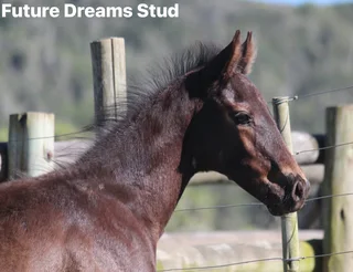 Thoroughbred x Warmblood x Friesian Colt Av