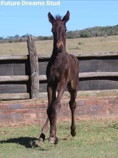 Thoroughbred x Warmblood x Friesian Colt Av