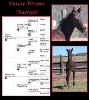 Thoroughbred x Warmblood x Friesian Colt Av