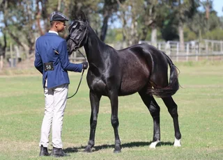 Warmblood x Boerperd Filly