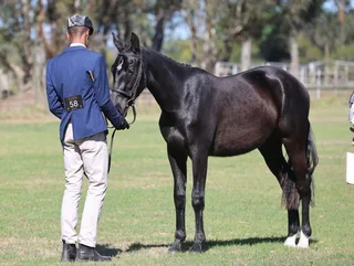 Warmblood x Boerperd Filly