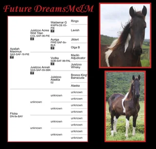 Friesian x BP x WB pony Geld