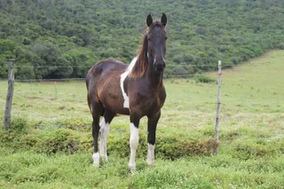 Friesian x BP x WB pony Geld