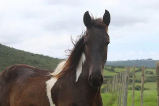 Friesian x BP x WB pony Geld