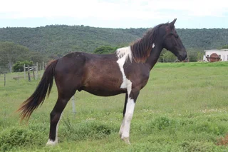 Friesian x BP x WB pony Geld