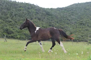 Friesian x BP x WB pony Geld