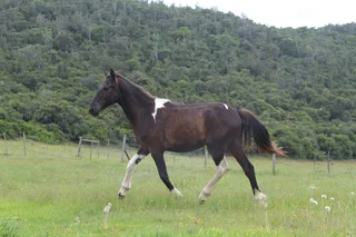 Friesian x BP x WB pony Geld