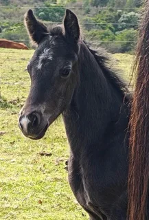 75% Warmblood x 25% Friesian Colt