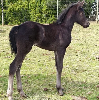 75% Warmblood x 25% Friesian Colt
