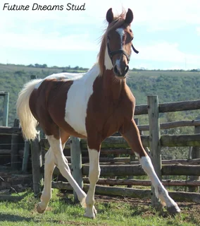 Exceptional yearling Warmblood x Thoroughbred Gelding
