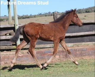 Thoroughbred x Warmblood x Friesian Filly that moves beutif