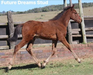 Thoroughbred x Warmblood x Friesian Filly that moves beutif