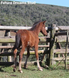Thoroughbred x Warmblood x Friesian Filly that moves beutif