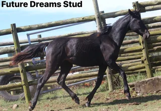 Top Sanesa prospect Yearling available