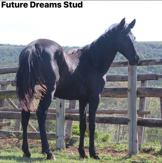 Top Sanesa prospect Yearling available