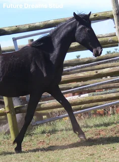 Top Sanesa prospect Yearling available