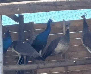 Peacock Eggs for sale