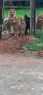 3 chowchow puppies