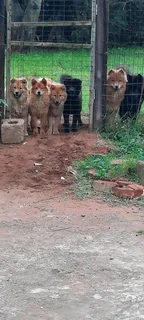 3 chowchow puppies