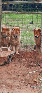 3 chowchow puppies