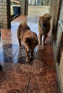 3 chowchow puppies