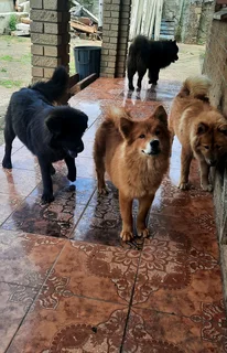 3 chowchow puppies