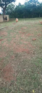 Mo &amp; Go lawn care