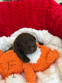 Labrador Retriever for sale