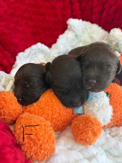 Labrador Retriever for sale