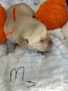 Labrador Retriever for sale