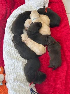 Labrador Retriever for sale