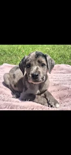 Great Dane Puppies