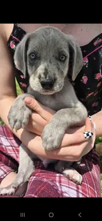 Great Dane Puppies