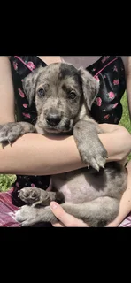 Great Dane Puppies