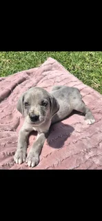 Great Dane Puppies