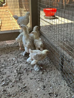 Columbian Brahma chickens