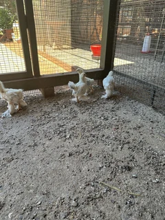 Columbian Brahma chickens