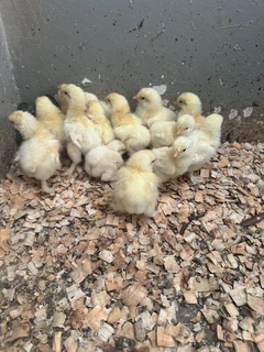 Columbian Brahma chickens