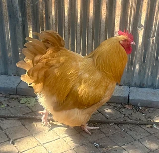 Buff Orpington Roosters