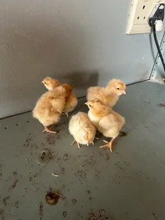 Buff Orpington chickens
