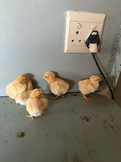 Buff Orpington chickens